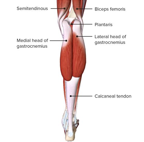 I LEG. OF .
